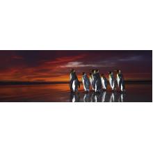 Puzzle King Penguins 1000 pezzi