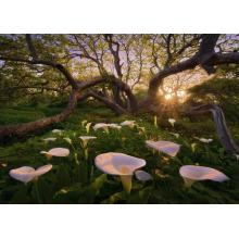Puzzle Calla Clearing 1000 pz